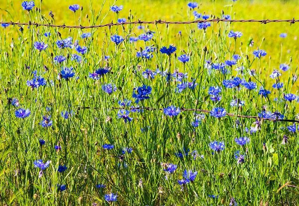 Gulin, Sylvia 아티스트의 USA-Washington State-Palouse and field of blue bachelor buttons flowering작품입니다.